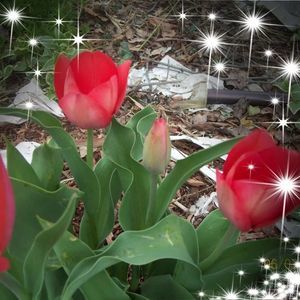 Meet your Posher, Rhonda